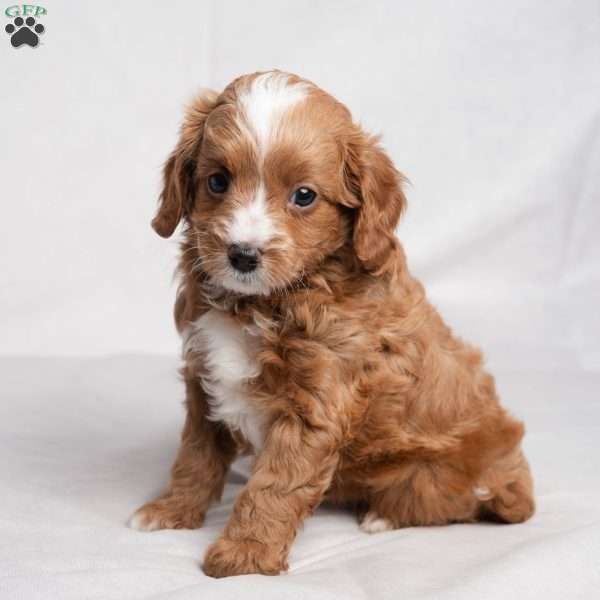 Zack, Cavapoo Puppy